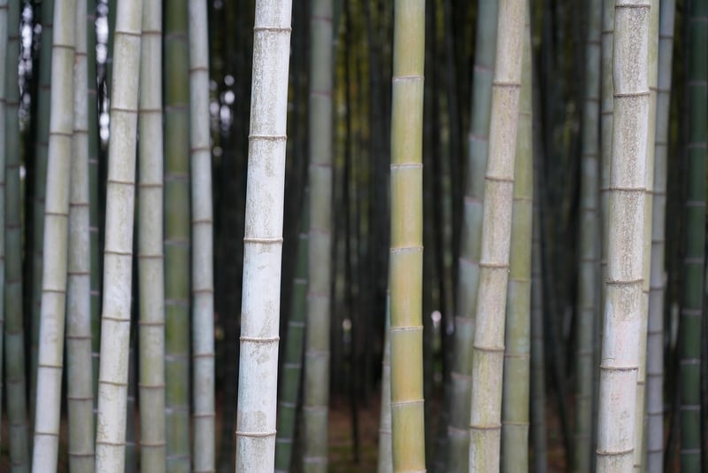 Bamboo Bluetooth Speaker